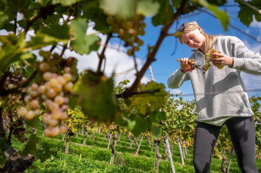 Cultivating Curiosity: Biology Comes Alive at Les Trois Terres Vineyard
